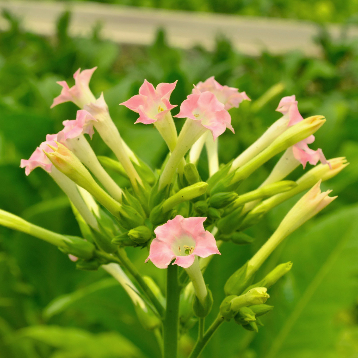 Tabák virginský - Nicotiana tabacum - semena tabáku - 150 ks
