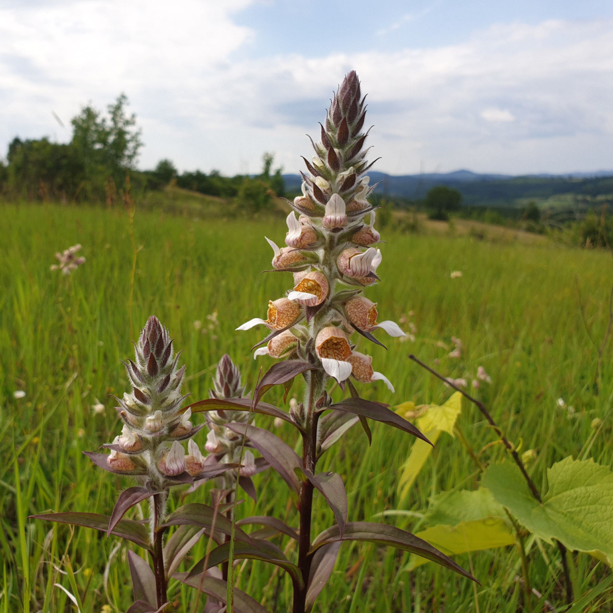 Náprstník vlnatý - Digitalis lanata - semena náprstníku - 5 ks