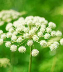 BIO Andělika lékařská - Angelica archangelica - bio semena anděliky - 50 ks