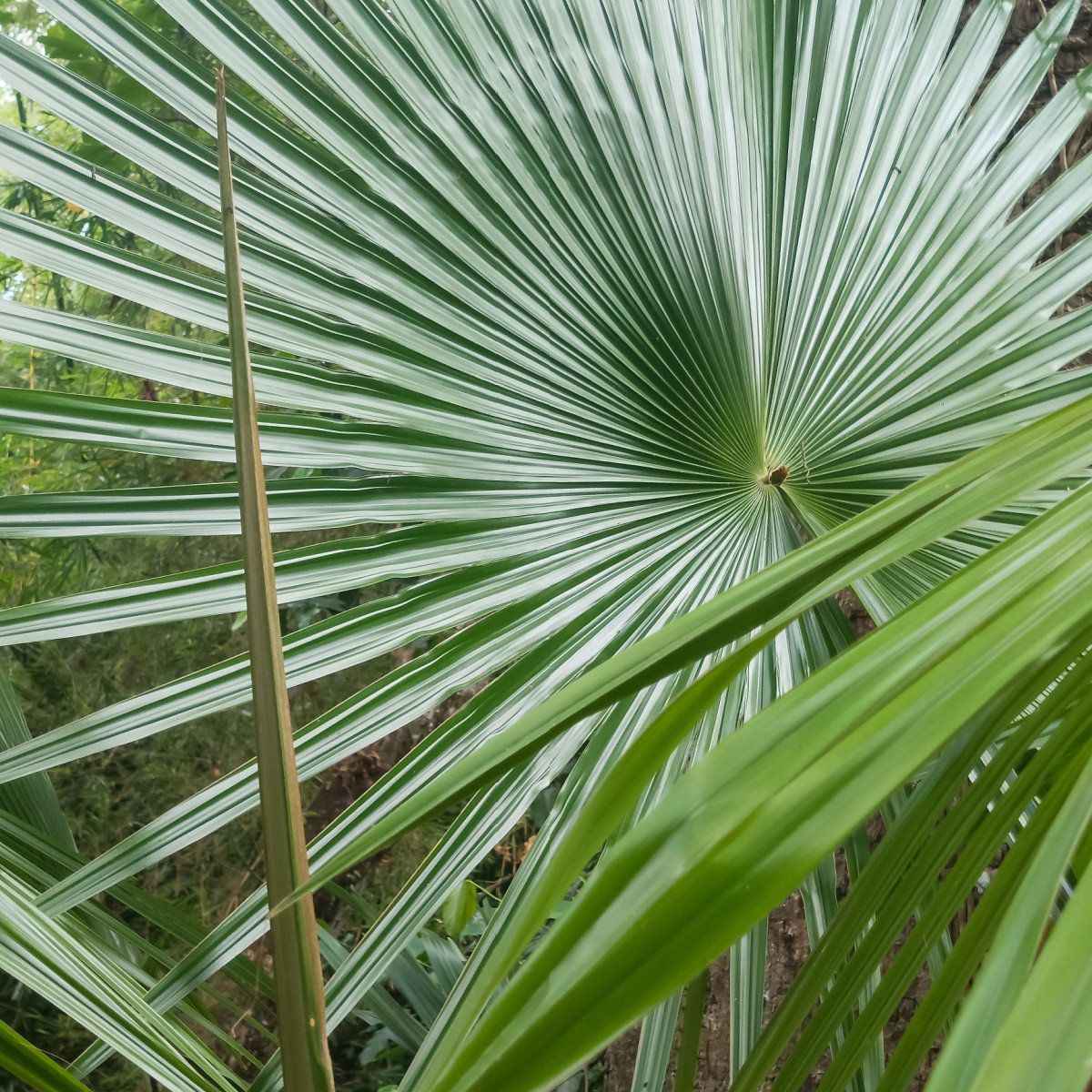 Palma horská - Trachycarpus fortunei x princeps - semena palmy - 3 ks