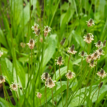 BIO Jitrocel kopinatý - Plantago lanceolata - bio semena jitrocele - 80 ks