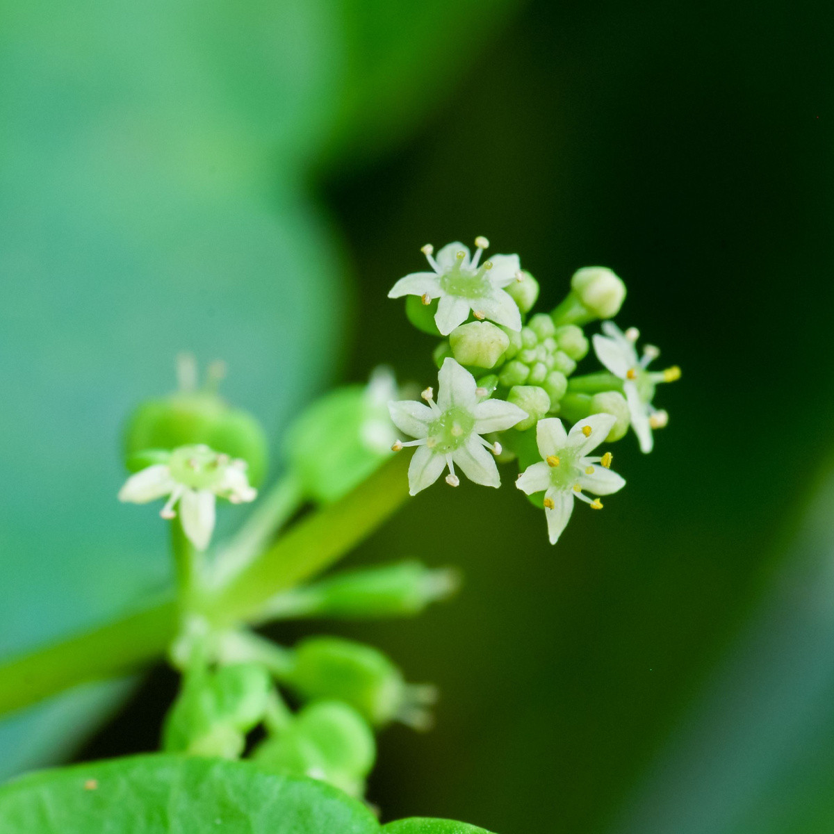 Gotu Kola - Centella asiatica - semena gotu - 4 ks
