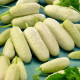 BIO okurka polní White Wonder - Cucumis sativus - bio semena okurky - 10 ks