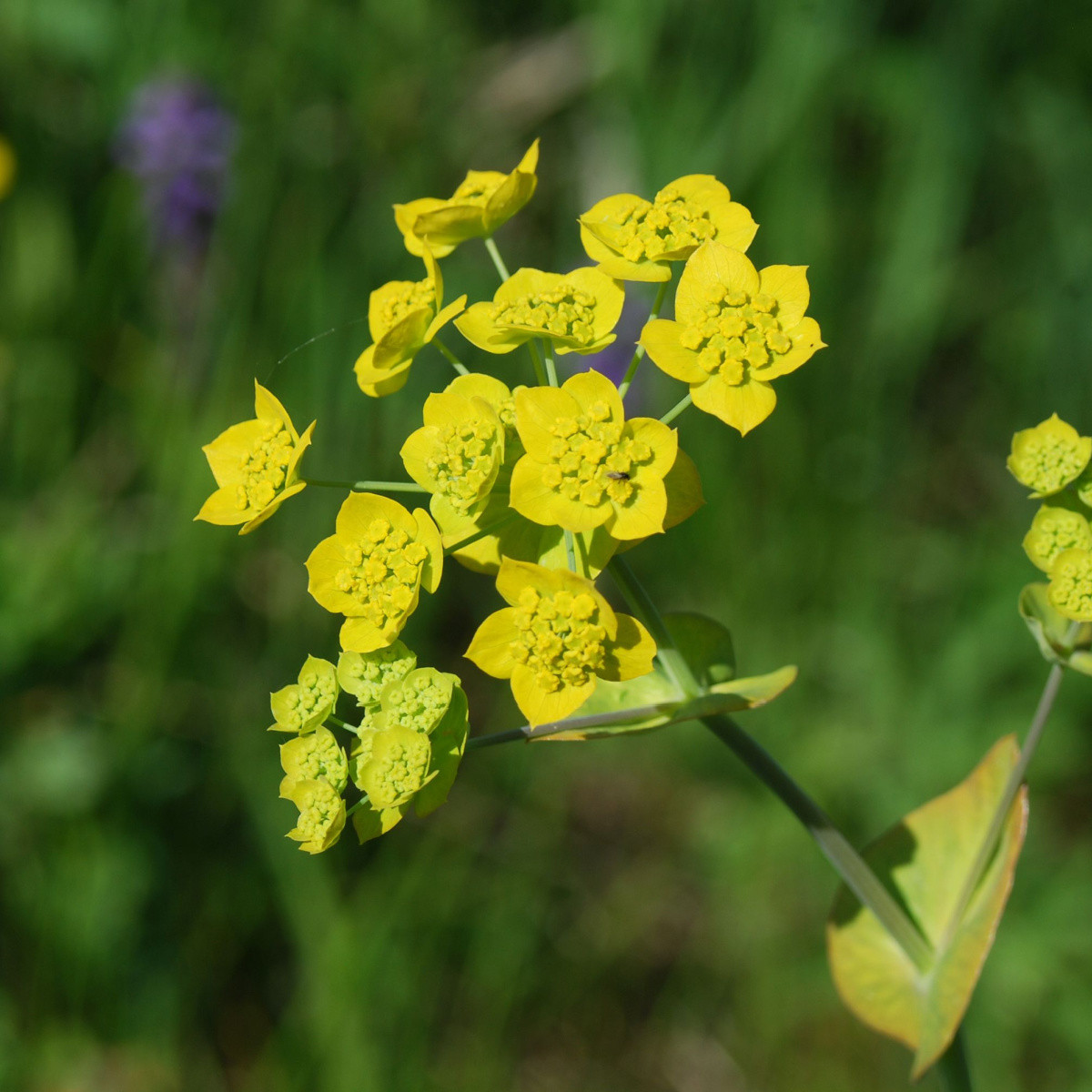 Prorostlík dlouholistý - Bupleurum longifolium - semena prorostlíku - 60 ks