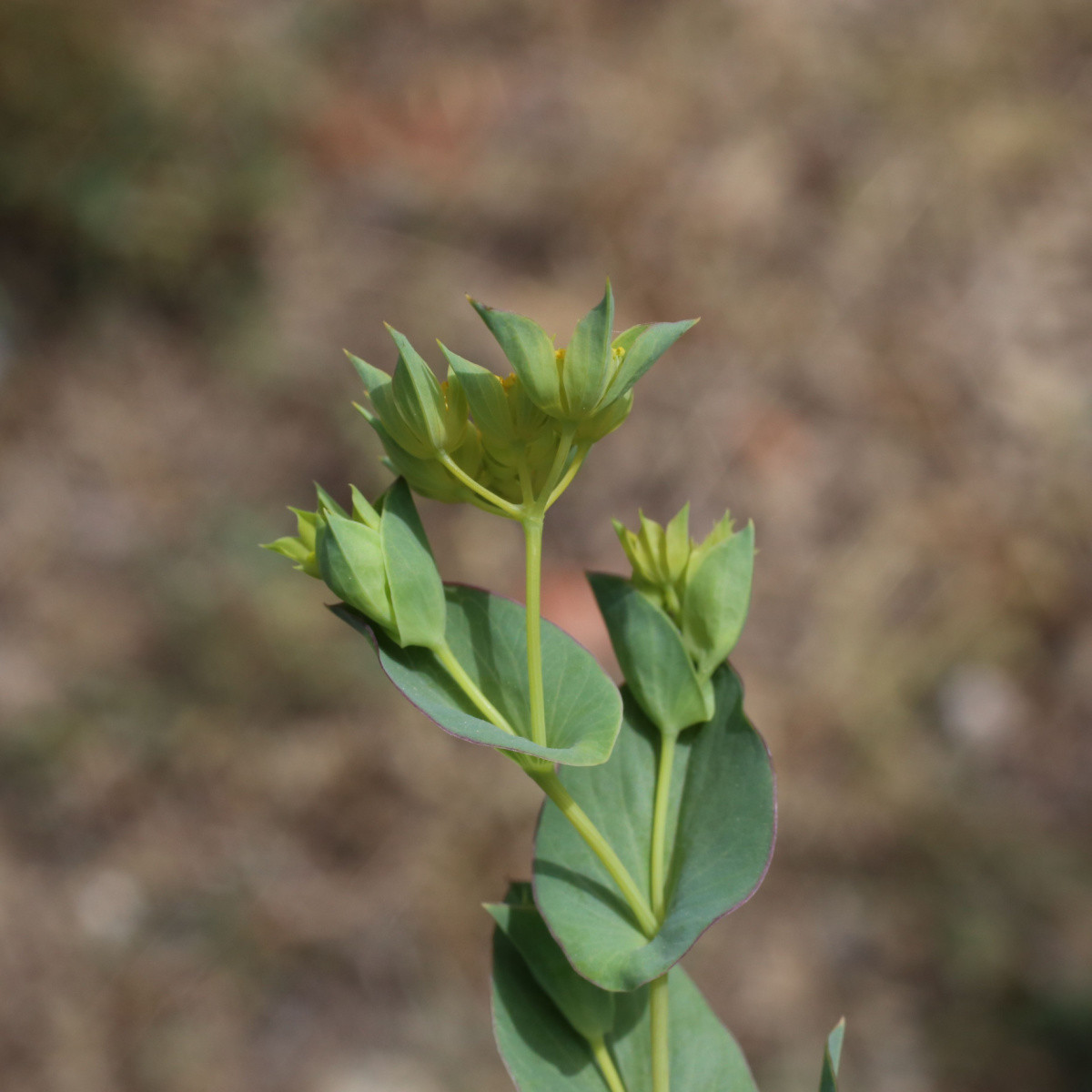 Prorostlík okrouhlolistý - Bupleurum rotundifolium B. griffithii - semena prorostlíku - 60 ks