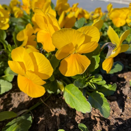 BIO Violka rohatá žlutá - Viola cornuta - bio semena violky - 20 ks