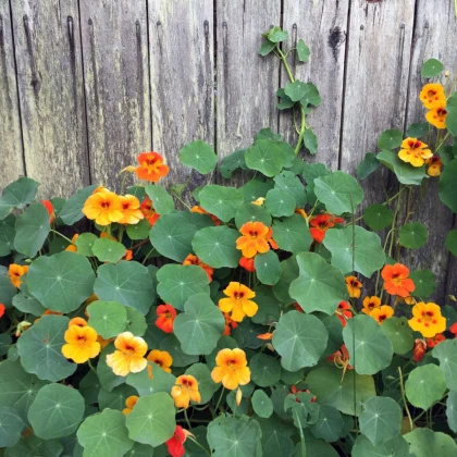 BIO Lichořeřišnice - Tropaeolum majus - bio semena lichořeřišnice - 10 ks