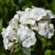 БИО Брадат карамфил „Sweet William“ – Dianthus barbatus – биологични семена от карамфил – 50 бр.