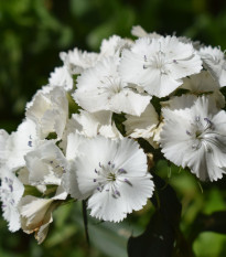 БИО Брадат карамфил „Sweet William“ – Dianthus barbatus – биологични семена от карамфил – 50 бр.
