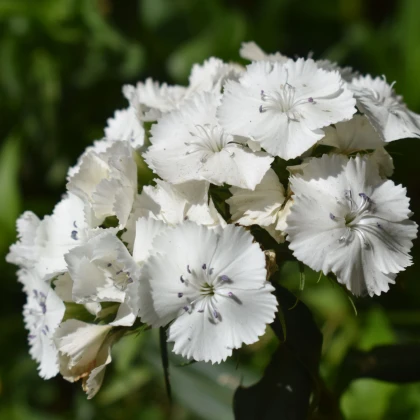 БИО Брадат карамфил „Sweet William“ – Dianthus barbatus – биологични семена от карамфил – 50 бр.