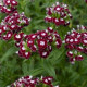 БИО Брадат карамфил „Sweet William Chris“ – Dianthus barbatus – биологични семена от карамфил – 50 бр.