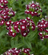 БИО Брадат карамфил „Sweet William Chris“ – Dianthus barbatus – биологични семена от карамфил – 50 бр.
