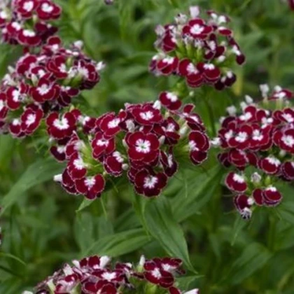 БИО Брадат карамфил „Sweet William Chris“ – Dianthus barbatus – биологични семена от карамфил – 50 бр.