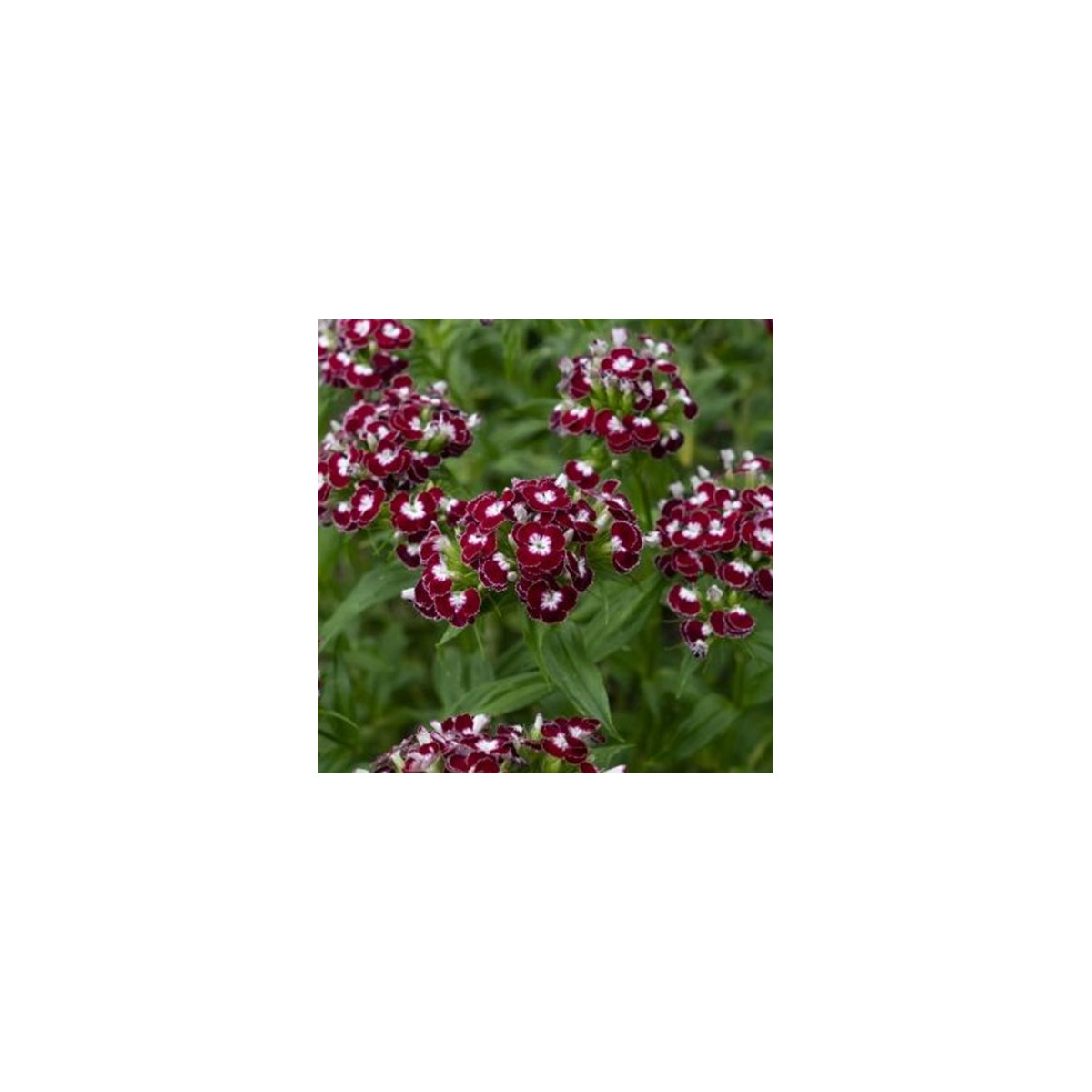 БИО Брадат карамфил „Sweet William Chris“ – Dianthus barbatus – биологични семена от карамфил – 50 бр.