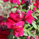 BIO Голям червен зъб Black Prince - Antirrhinum majus - биологични семена от червен зъб - 120 бр.