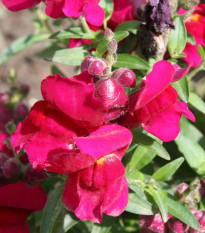 BIO Голям червен зъб Black Prince - Antirrhinum majus - биологични семена от червен зъб - 120 бр.