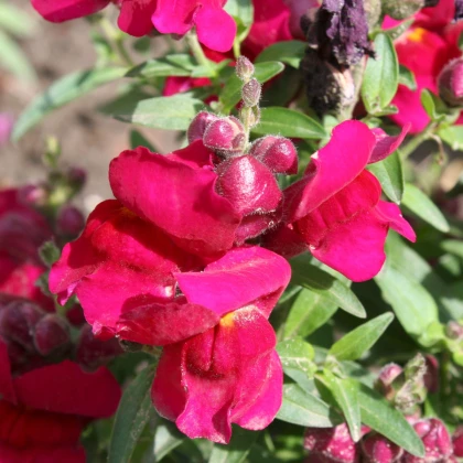 BIO Голям червен зъб Black Prince - Antirrhinum majus - биологични семена от червен зъб - 120 бр.