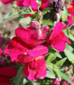 BIO Голям червен зъб Black Prince - Antirrhinum majus - биологични семена от червен зъб - 120 бр.