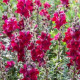 BIO Голям червен зъб Black Prince - Antirrhinum majus - биологични семена от червен зъб - 120 бр.