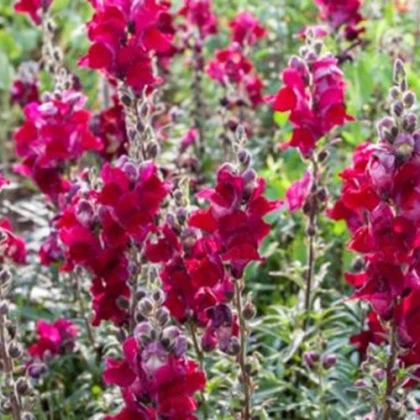 BIO Голям червен зъб Black Prince - Antirrhinum majus - биологични семена от червен зъб - 120 бр.
