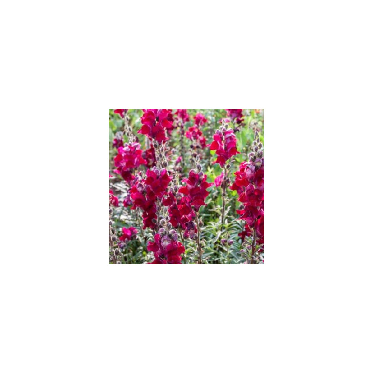 BIO Голям червен зъб Black Prince - Antirrhinum majus - биологични семена от червен зъб - 120 бр.