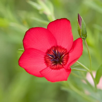 BIO Len velkokvětý červený - Linum grandiflorum - semena lnu - 120 ks
