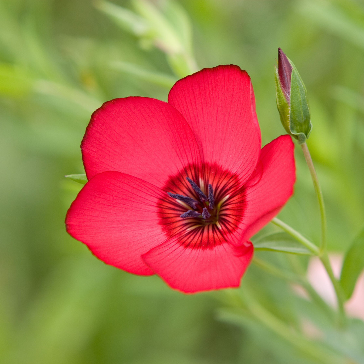 BIO Len velkokvětý červený - Linum grandiflorum - semena lnu - 120 ks