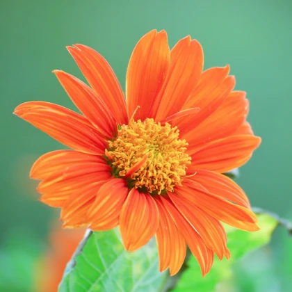 BIO Titónie okrouhlolistá - Tithonia rotundifolia - bio semena titónie - 50 k