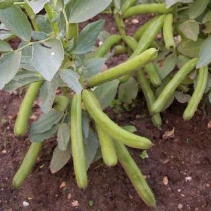 BIO Bob Bob Ratio - Vicia faba - semena bio bobu - 15 ks