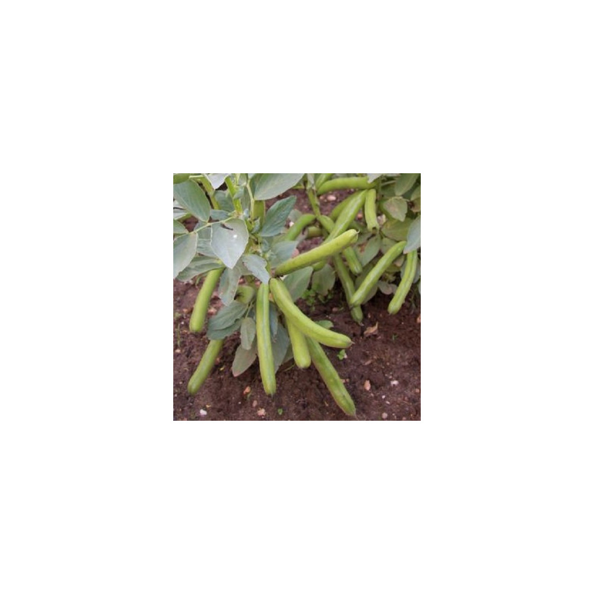 BIO Bob Bob Ratio - Vicia faba - semena bio bobu - 15 ks