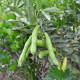 BIO Bob Fruhe Weisskeimige - Vicia faba - semena bio bobu - 15 ks