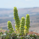 Irský zvonek - Moluccella laevis - semena molučenky - 50 ks