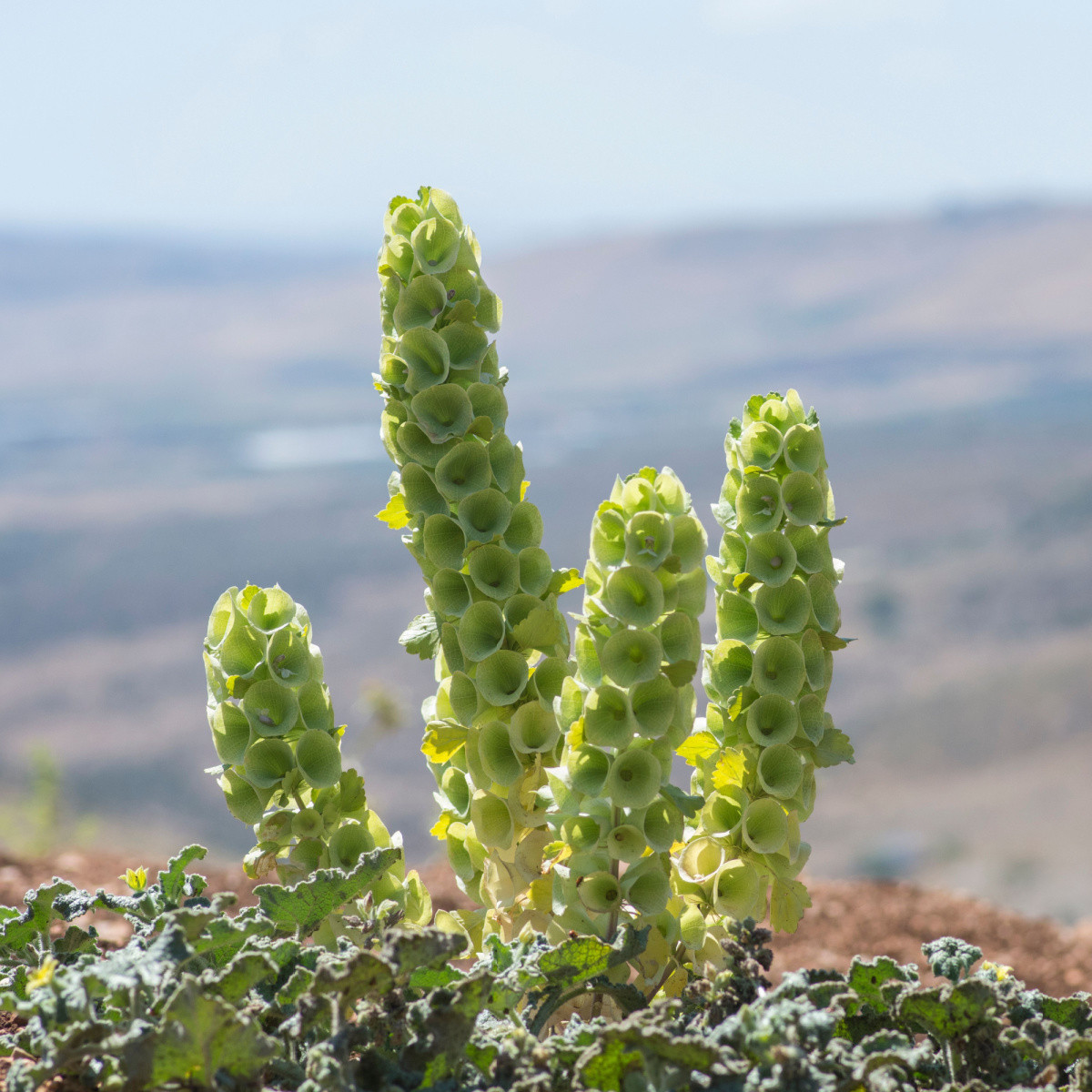 Irský zvonek - Moluccella laevis - semena molučenky - 50 ks