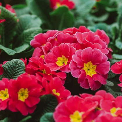 Prvosenka Inara F1 Rose - Primula elatior - semena prvosenky - 20 ks