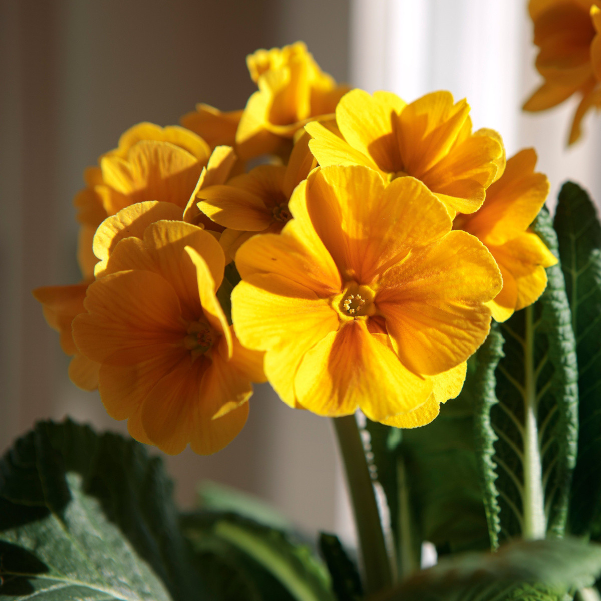 Prvosenka Inara F1 Gold - Primula elatior - semena prvosenky - 20 ks