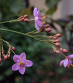 Ženšen korejský - Talinum paniculatum - semena ženšenu - 15 ks