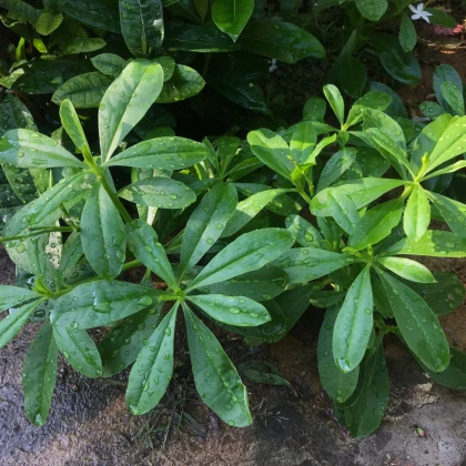 Ženšen korejský - Talinum paniculatum - semena ženšenu - 15 ks