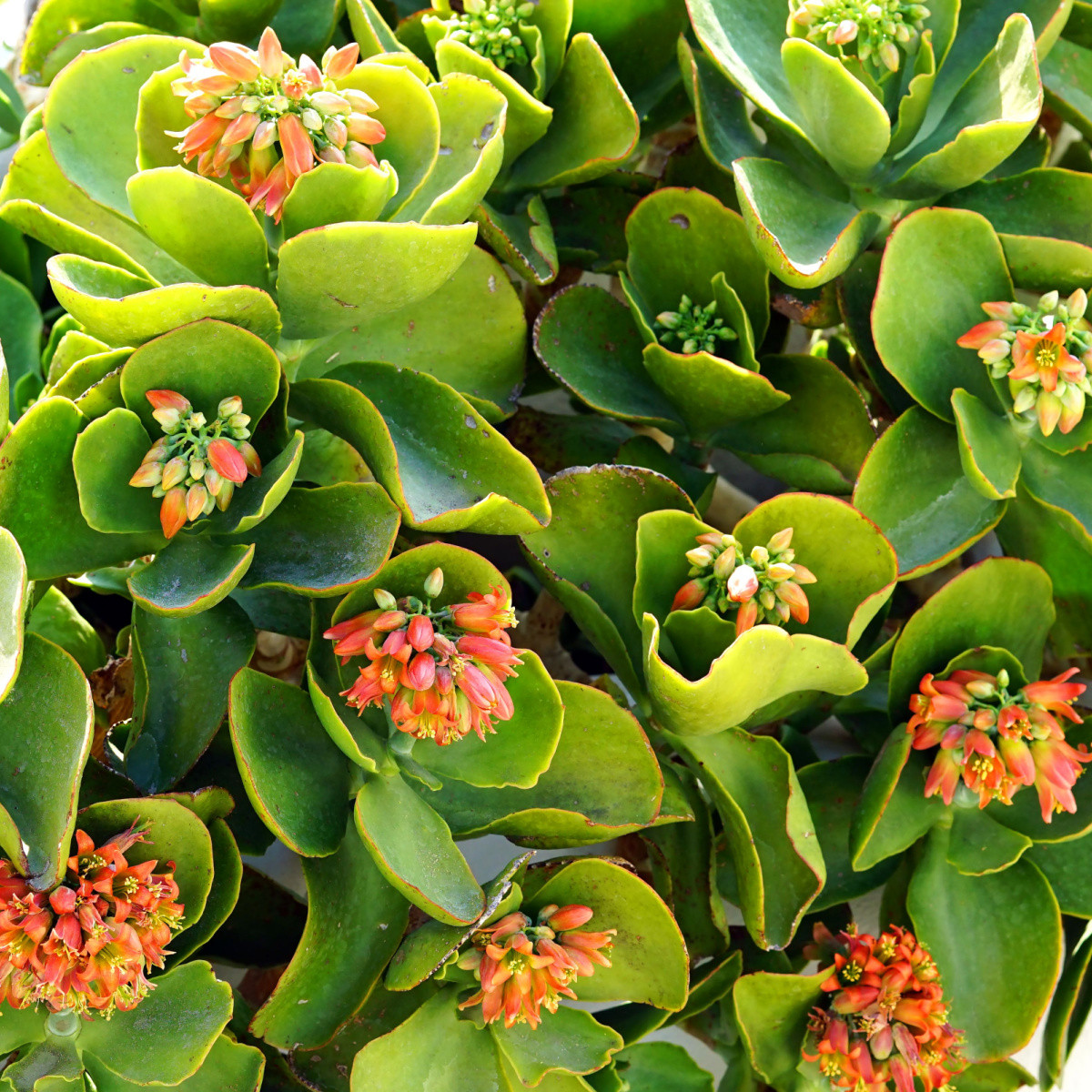 Kolopejka thyrsiflora - Kalanchoe - semena kolopejky - 15 ks