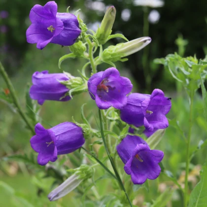 Zvonek zahradní Champion F1 Blue - Campanula medium - semena zvonku - 15 ks