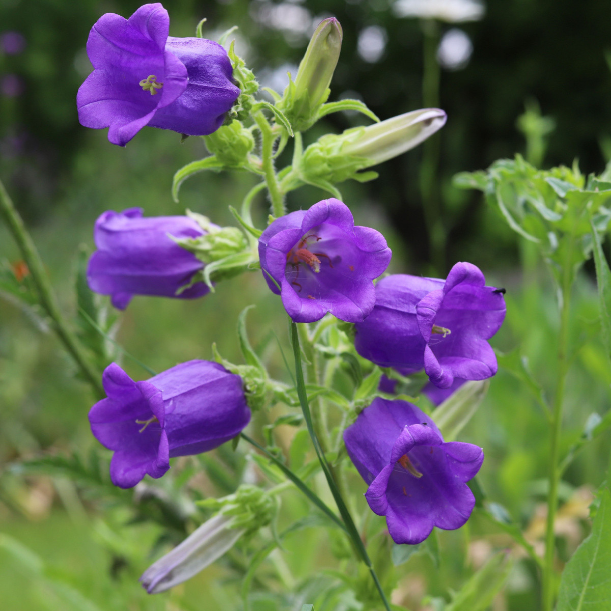 Zvonek zahradní Champion F1 Blue - Campanula medium - semena zvonku - 15 ks