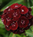 Hvozdík bradatý Sweet Black Cherry F1 - Dianthus barbatus - semena hvozdíku - 20 ks