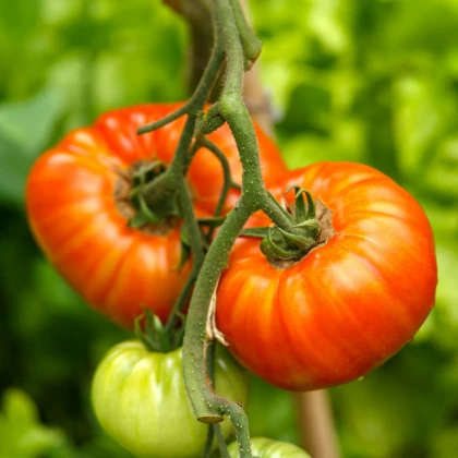 Rajče Gigantomo - Solanum lycopersicum - semena - 5 ks