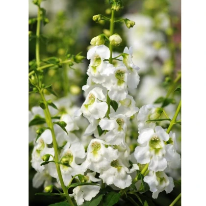 Angelionie úzkolistá Serenita white - Angelonia angustifolia - semena angelonie - 6 ks