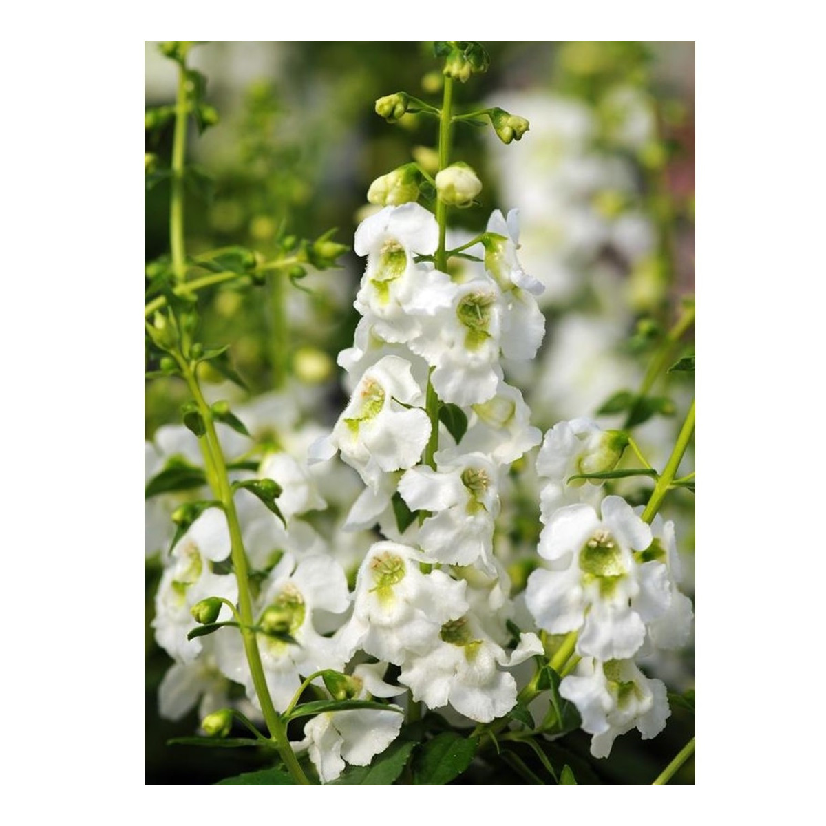 Angelionie úzkolistá Serenita white - Angelonia angustifolia - semena angelonie - 6 ks