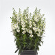 Angelionie úzkolistá Serenita white - Angelonia angustifolia - semena angelonie - 6 ks