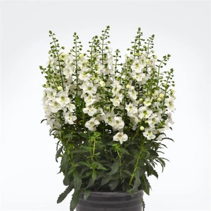 Angelionie úzkolistá Serenita white - Angelonia angustifolia - semena angelonie - 6 ks