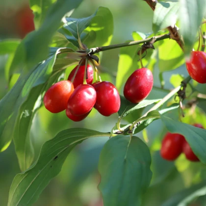 Dřín obecný - Cornus mas - semena dřínu - 3 ks