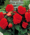 Begonie třepenitá červená - Begonia fimbriata - hlízy begonie - 2 ks