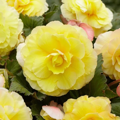 Begonie plnokvětá žlutá - Begonia superba - hlízy begonie - 2 ks