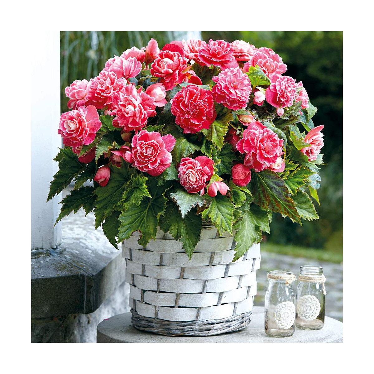 Begonie Camellia - Begonia - hlízy begonie - 2 ks